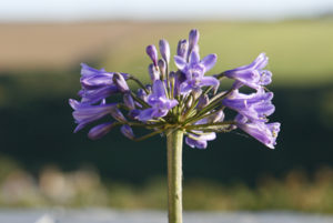 A purple Garden Flower