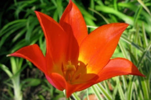 A beautiful bright orangey red flower