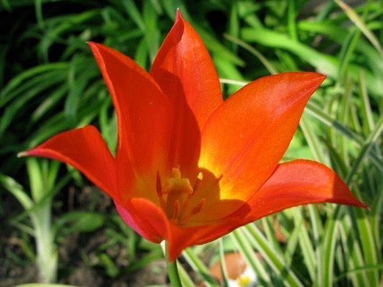 A beautiful bright orangey red flower